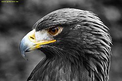 Steinadler-Aquila-10.jpg