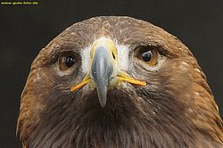 Steinadler-Aquila-11.jpg