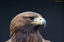 Steinadler-Aquila-12.jpg
