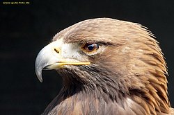 Steinadler-Aquila-14.jpg