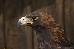Steinadler-Aquila-15.jpg