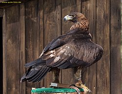 Steinadler-Aquila-18.jpg