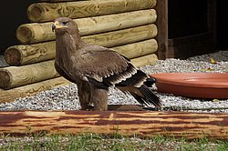 Steinadler-Aquila-20.jpg