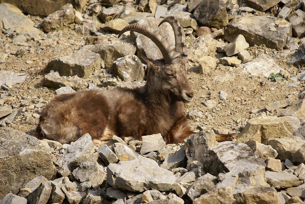 Steinbock1.JPG