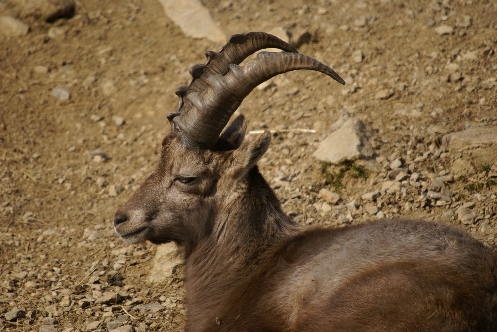 Steinbock2.JPG