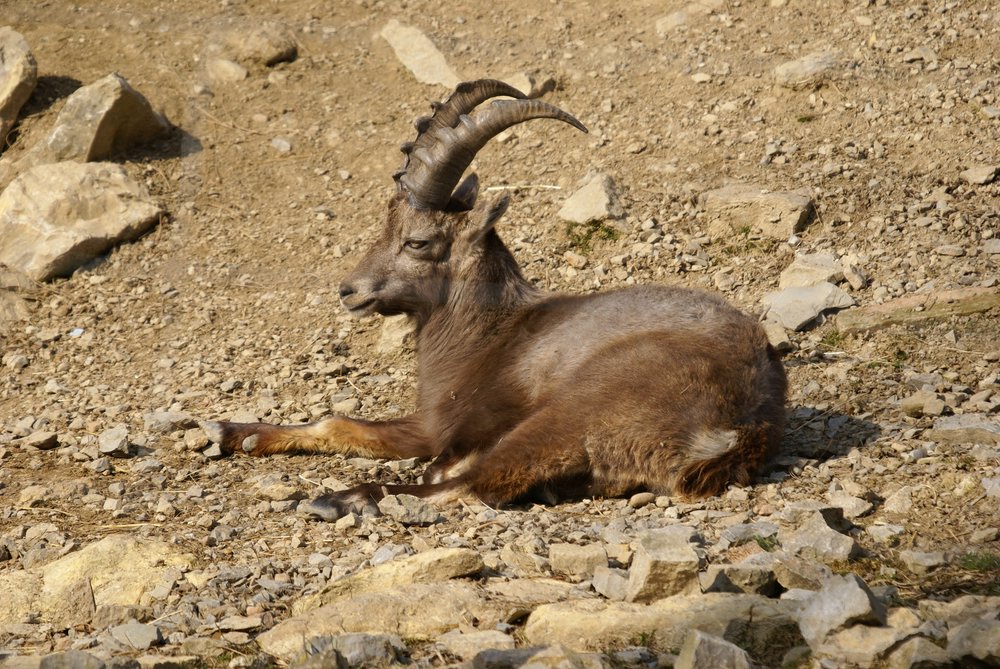 Steinbock3.JPG
