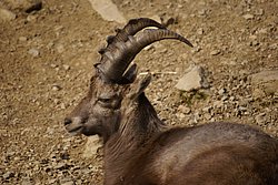 Steinbock2.JPG