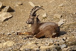 Steinbock3.JPG