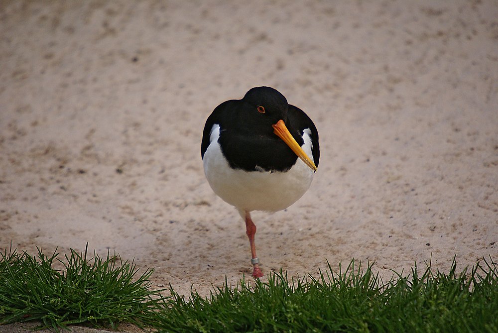 Stelzenlaeufer.jpg
