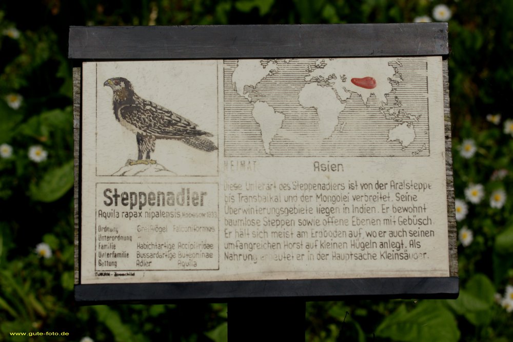 Steppenadler-008.jpg