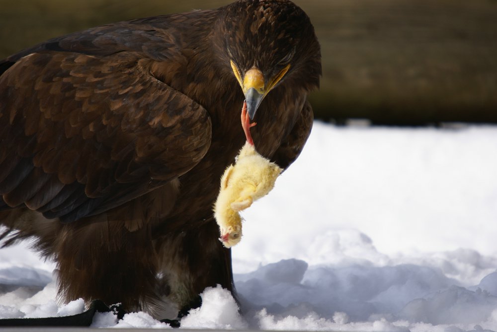 Steppenadler-010.JPG