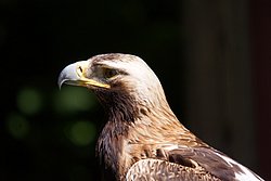 Steppenadler-001.JPG