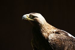 Steppenadler-002.JPG