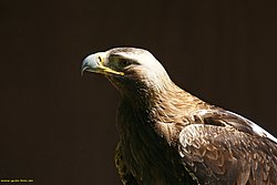 Steppenadler-002.jpg