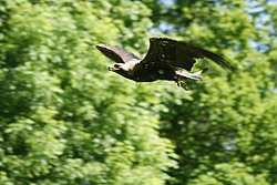 Steppenadler-003.JPG