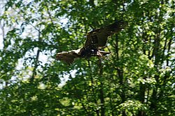 Steppenadler-004.JPG