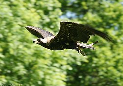 Steppenadler-004.jpg