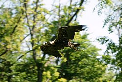 Steppenadler-005.JPG