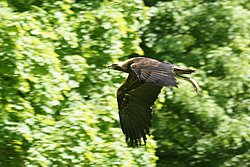 Steppenadler-006.JPG
