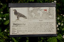 Steppenadler-008.JPG