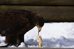 Steppenadler-009.JPG