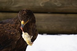 Steppenadler-011.JPG