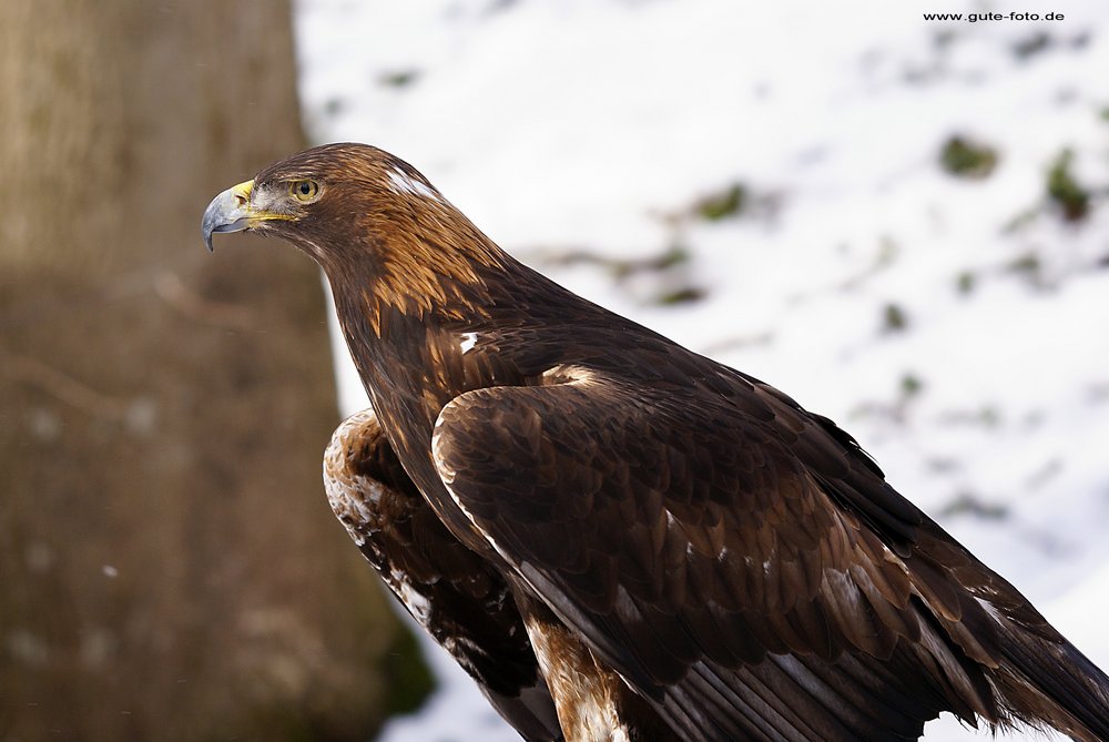 Steppenadler-aquila-02.jpg