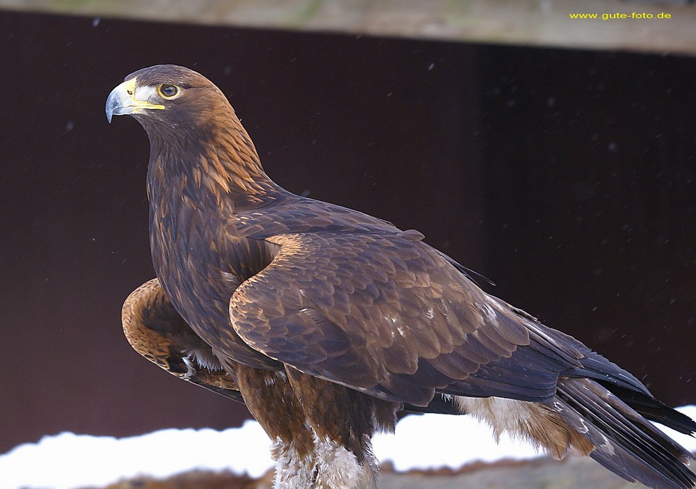 Steppenadler-aquila-08.jpg