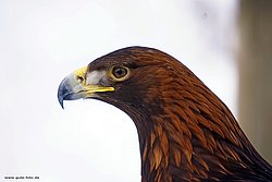 Steppenadler-aquila-01.jpg