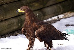 Steppenadler-aquila-03.jpg