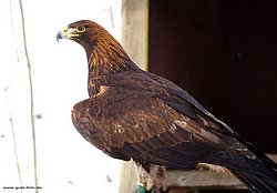 Steppenadler-aquila-04.jpg
