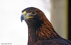 Steppenadler-aquila-05.jpg