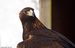 Steppenadler-aquila-06.jpg