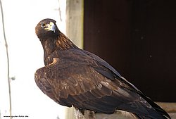 Steppenadler-aquila-07.jpg