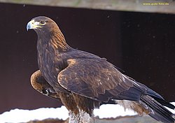 Steppenadler-aquila-08.jpg