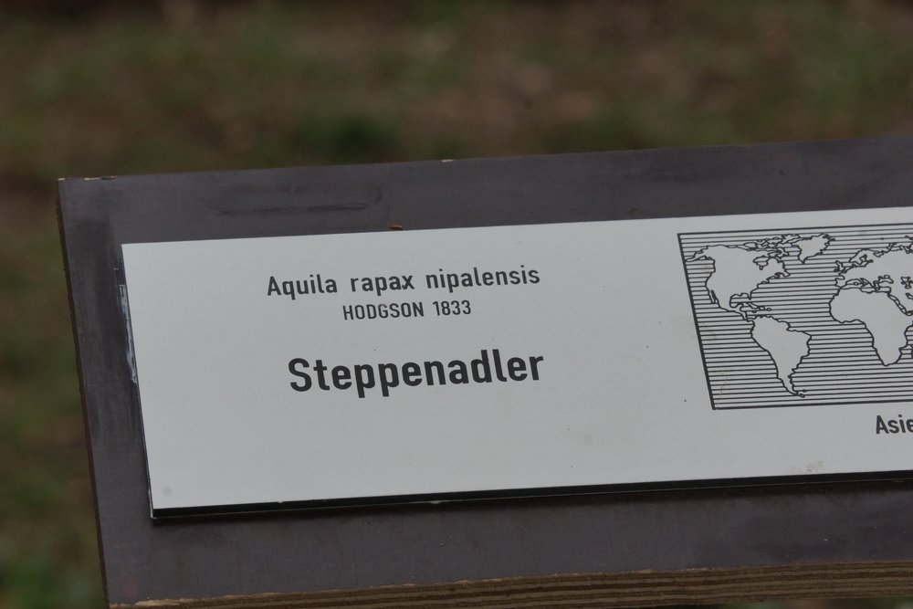 Steppenadler-16.JPG