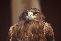 DSC05911.jpg