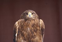 DSC05924.jpg