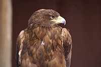 DSC05930.jpg