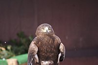DSC05988.jpg