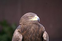 DSC05989.jpg