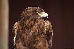 Steppenadler-02.jpg