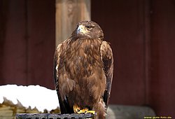 Steppenadler-04.jpg