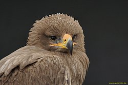 Steppenadler-06.jpg