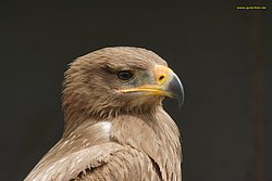 Steppenadler-08.jpg