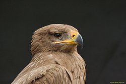 Steppenadler-09.jpg