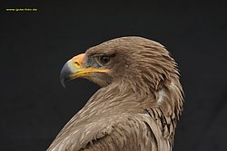 Steppenadler-15.jpg