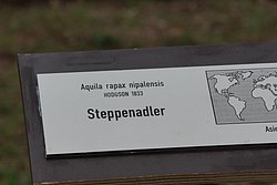 Steppenadler-16.JPG