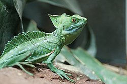 Stirnlappenbasilisk-03.jpg