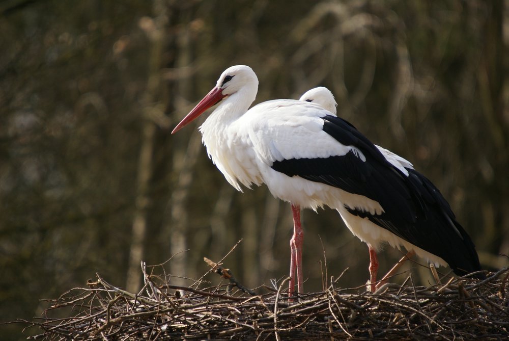 Storch-1.JPG
